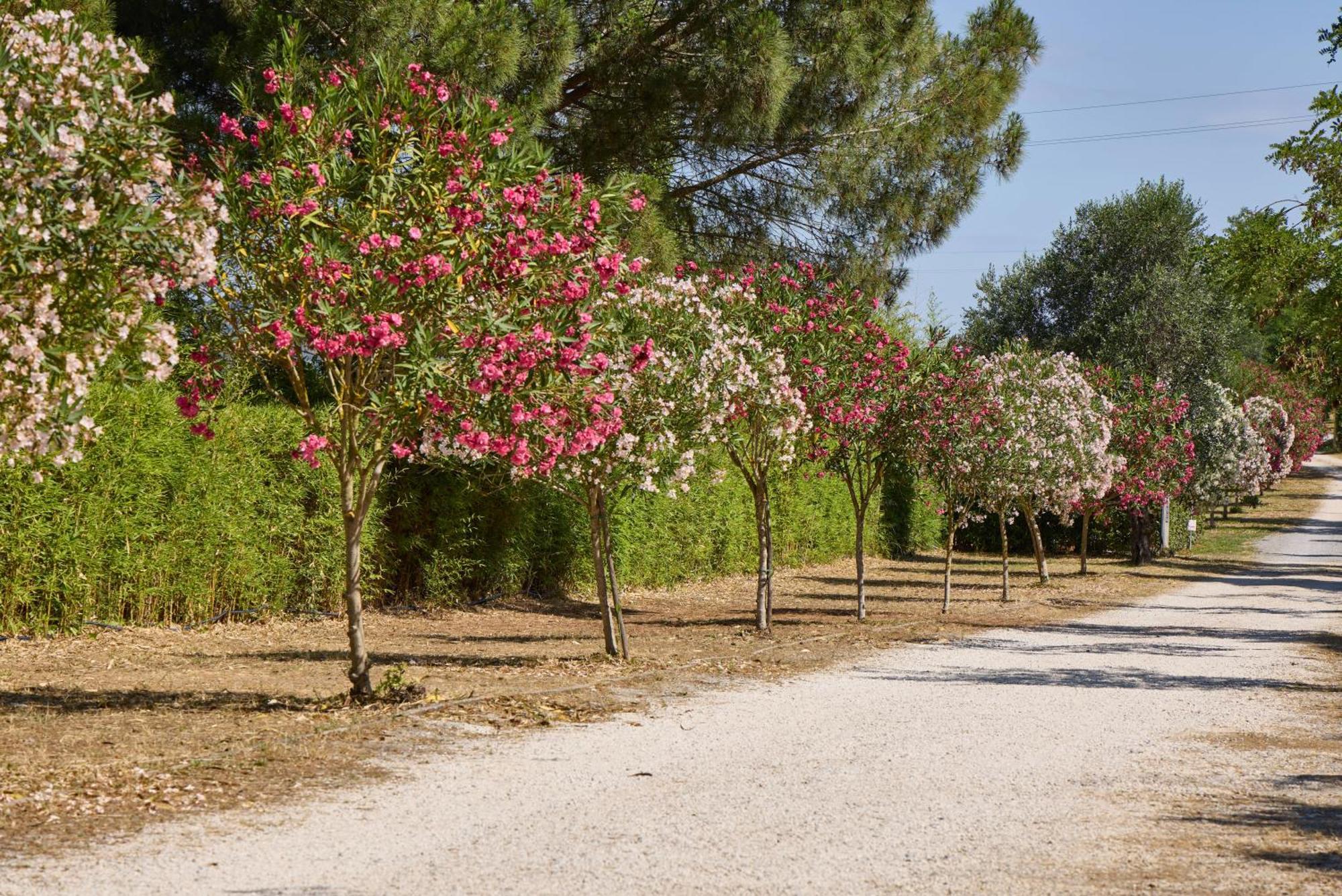 Costa D'Argento - Camping Village Club Capalbio Eksteriør bilde